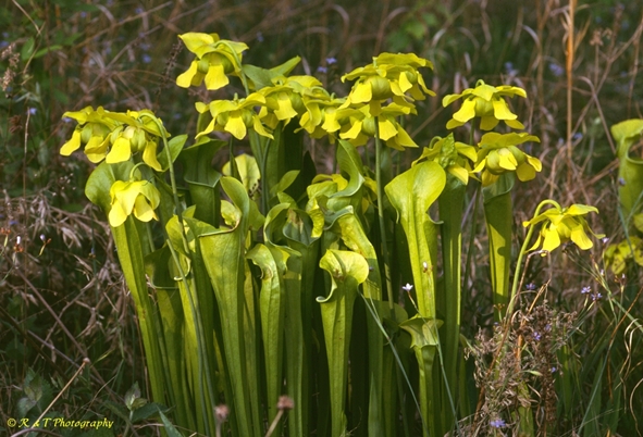 {Sarracenia oreophila}
